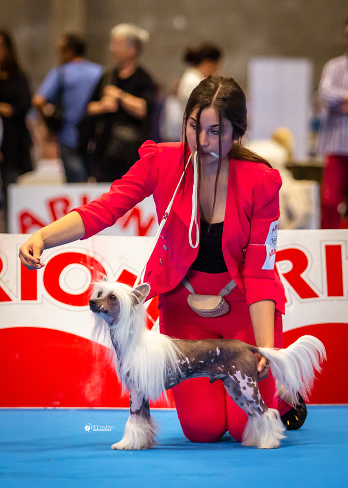WORLD DOG SHOW MADRID 2022 Federica Acampora handling Dexter