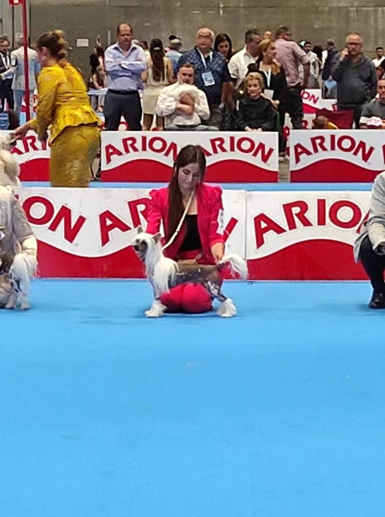 WORLD DOG SHOW MADRID 2022 Federica Acampora handling Dexter