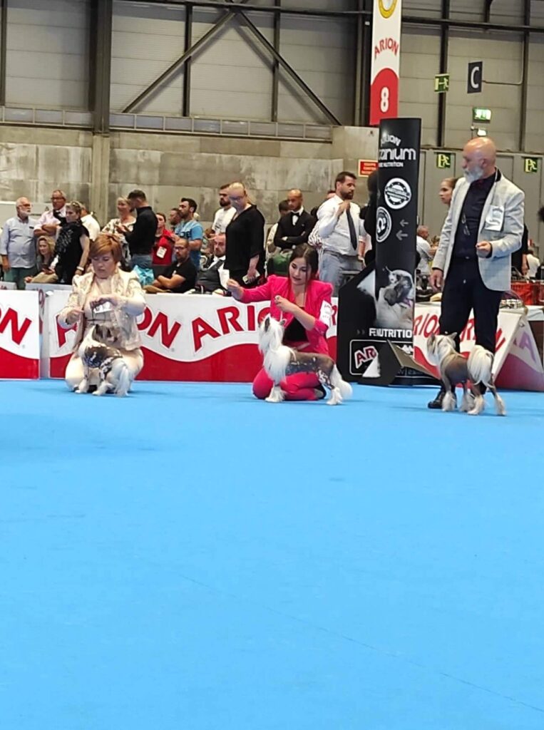 WORLD DOG SHOW MADRID 2022 Federica Acampora handling Dexter