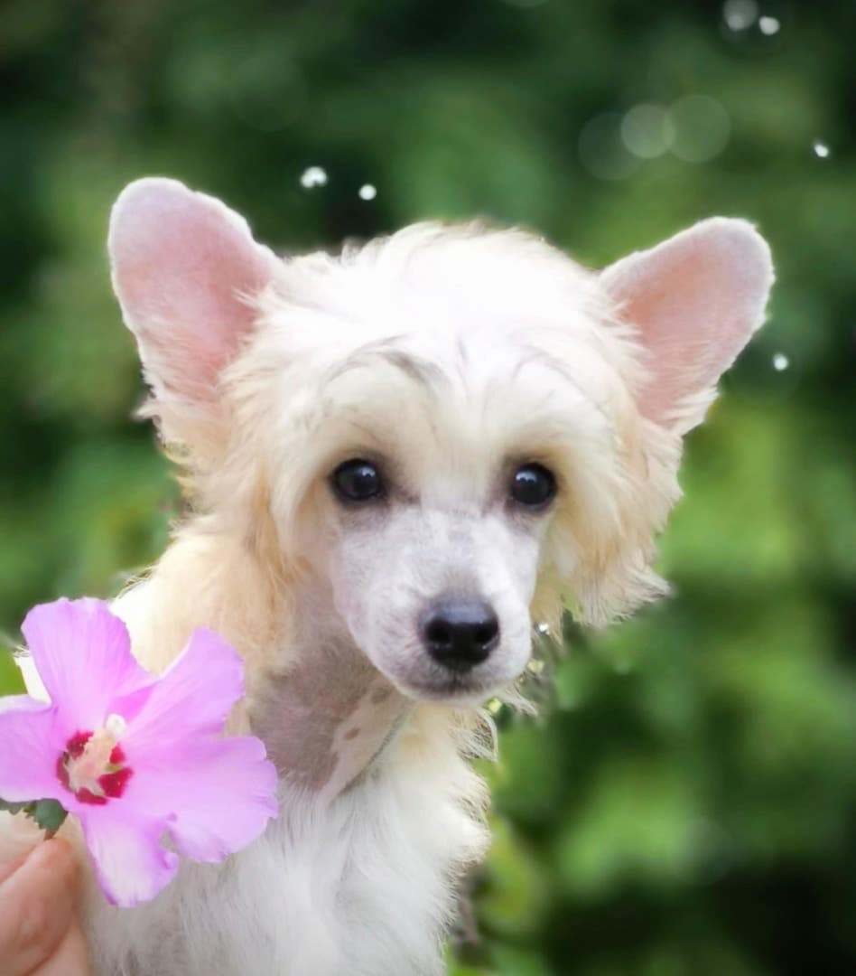 puppies_2024_10