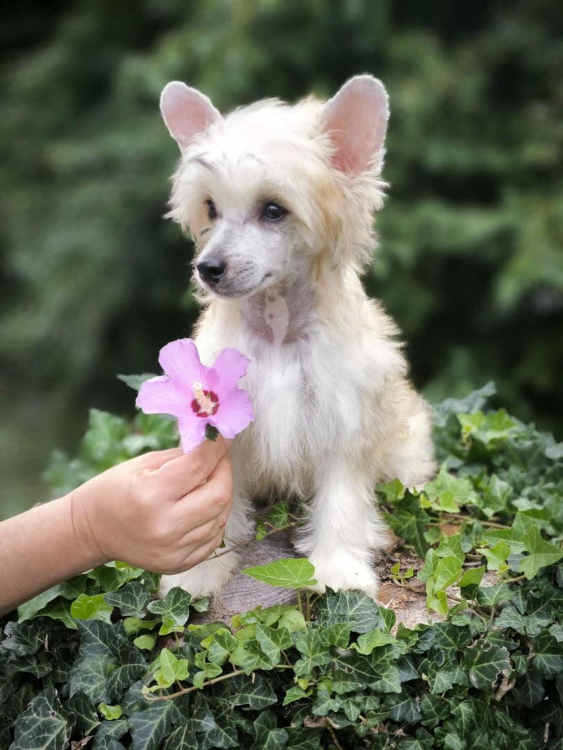 puppies_2024_11