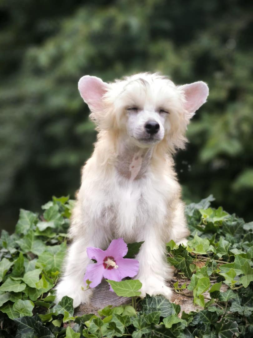 puppies_2024_12