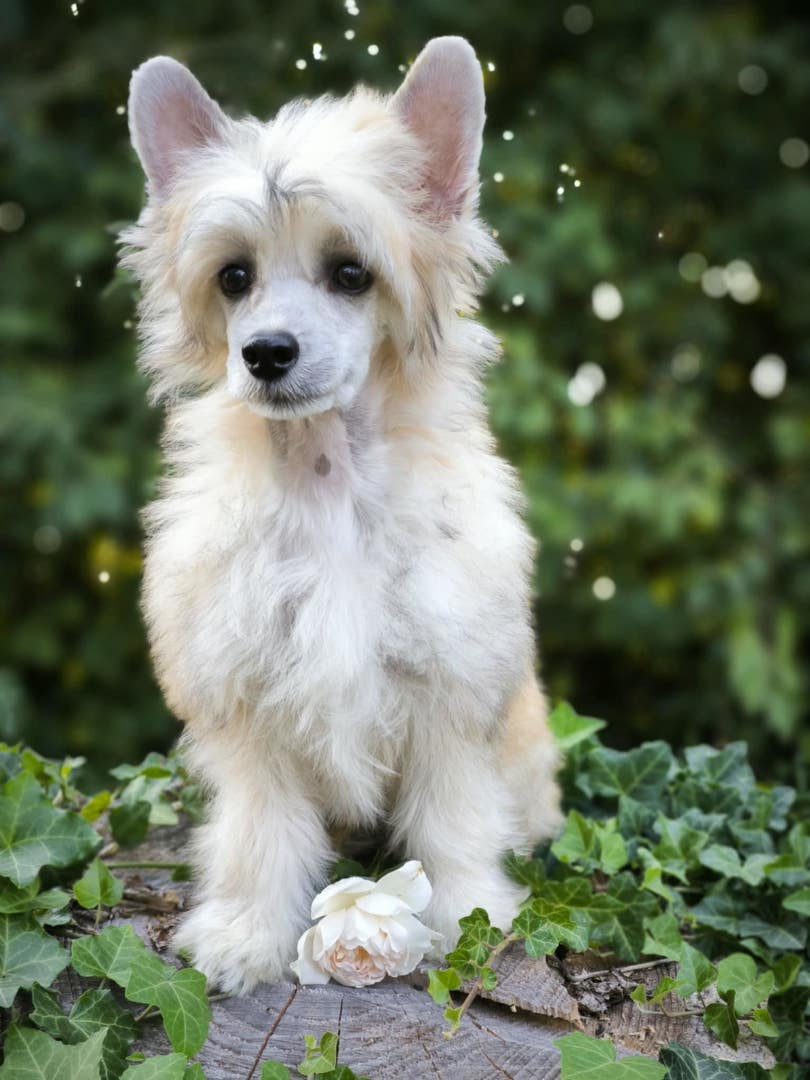 puppies_2024_9